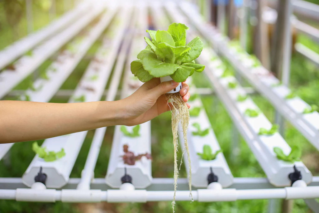 Hydroponic Fertilizers: Nourishing Plants in Soilless Gardens